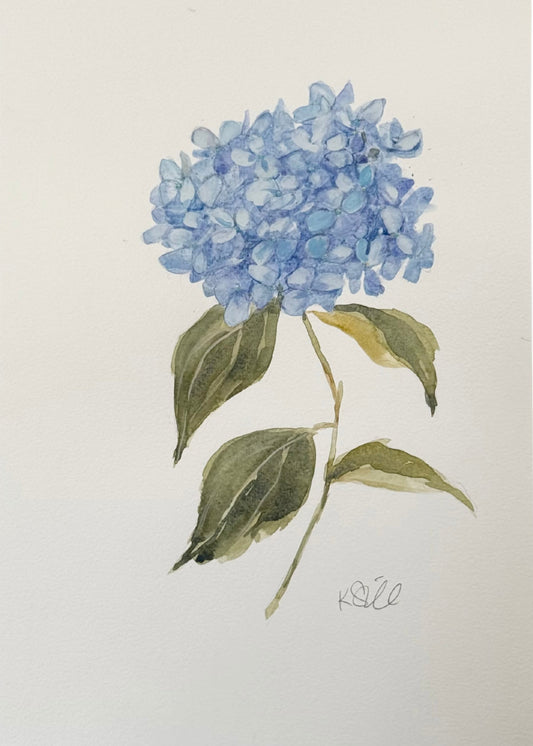 Hydrangea Study 2