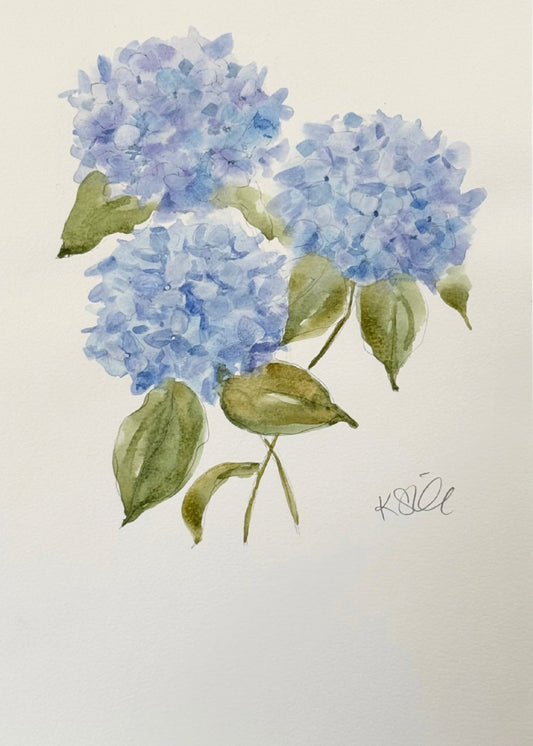 Hydrangea Study 3