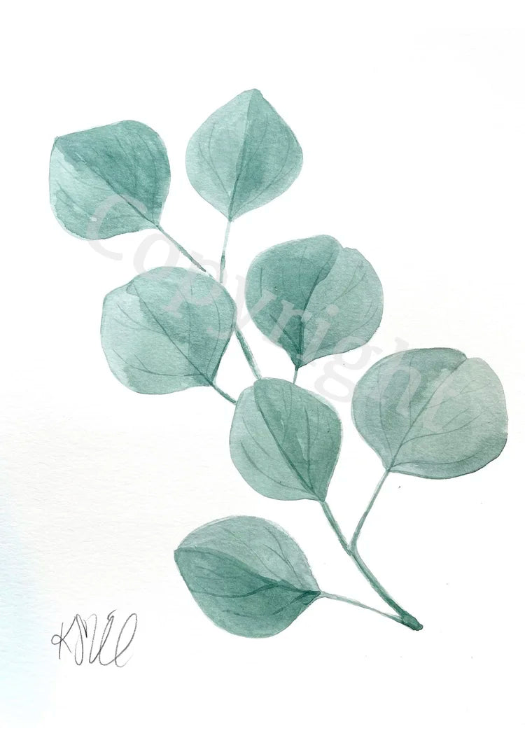 Eucalyptus Botanical 1
