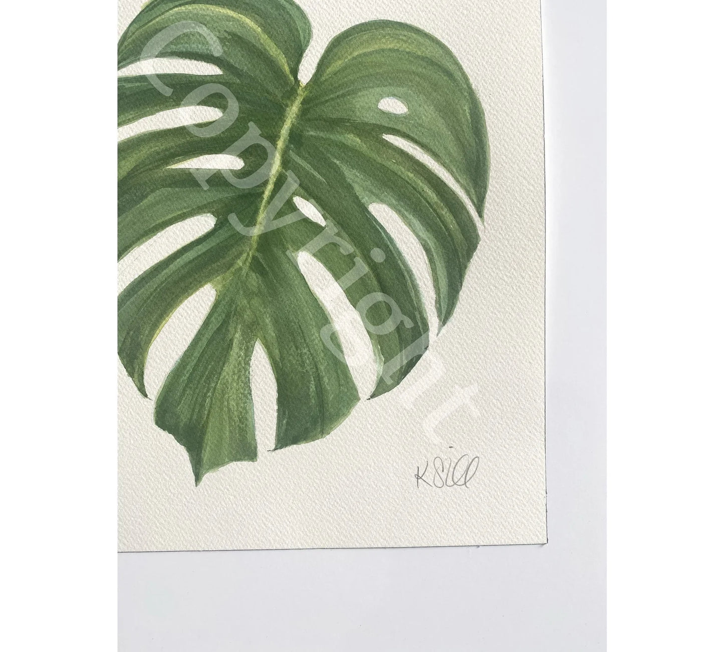 Monstera Leaf