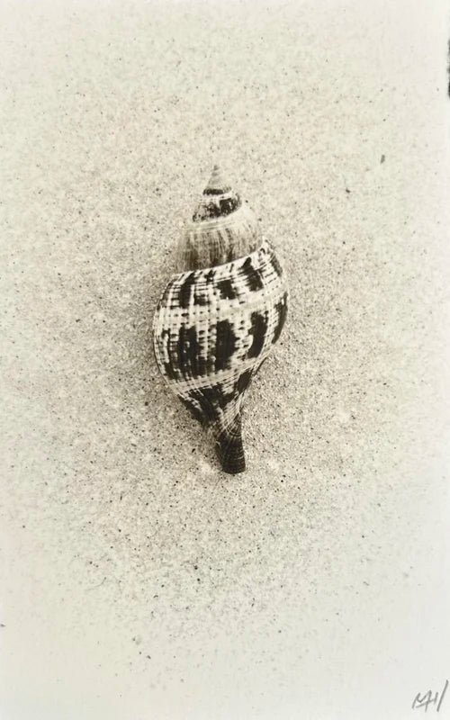 Sea Shell (Small)
