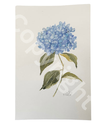 Hydrangea Study 2