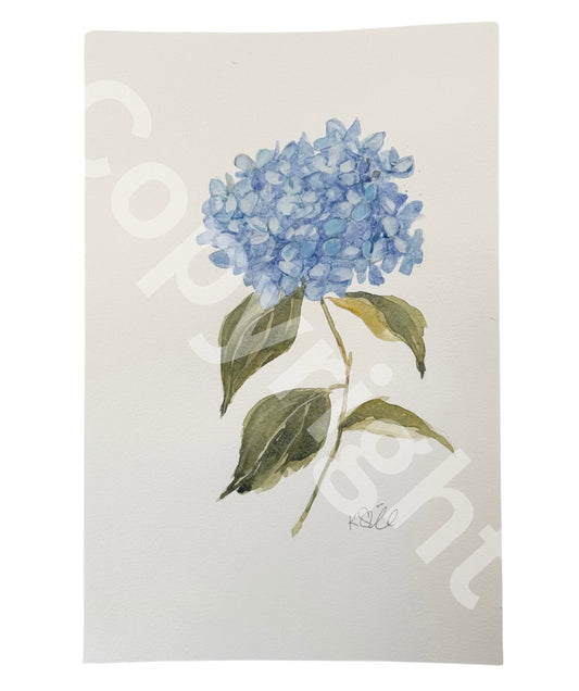Hydrangea Study 2