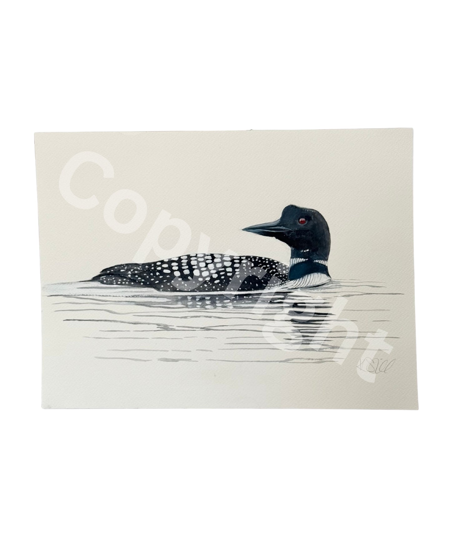 Common Loon 1