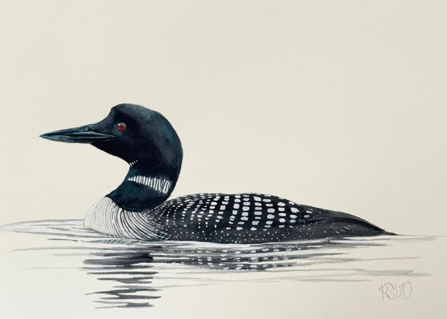 Common Loon 2