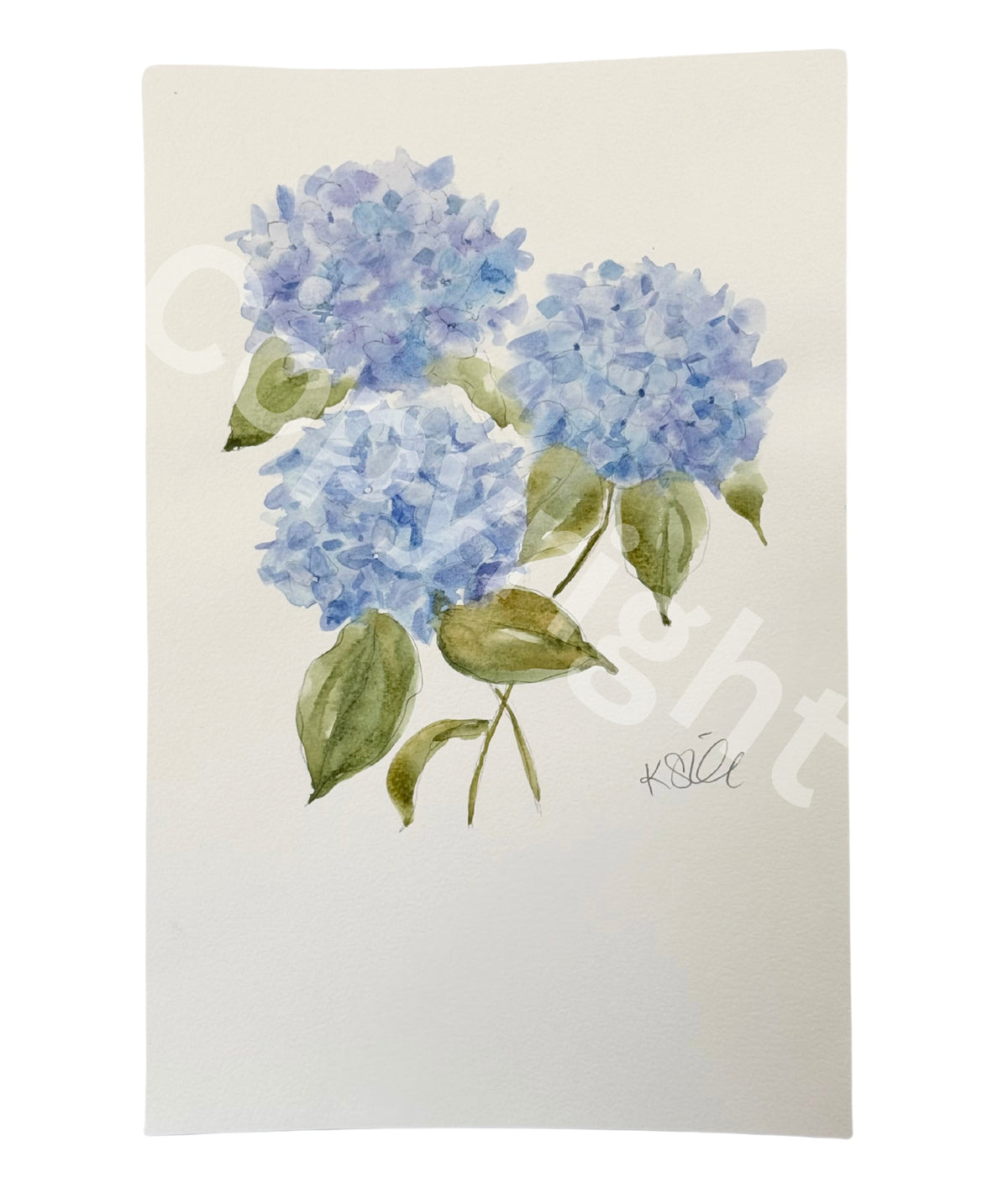 Hydrangea Study 3