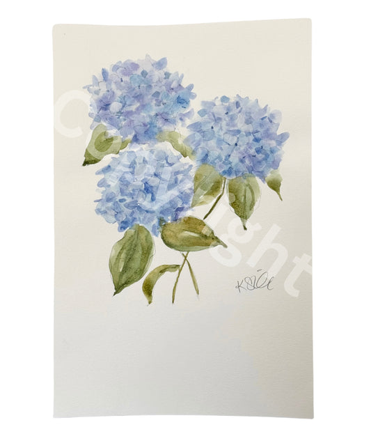 Hydrangea Study 3