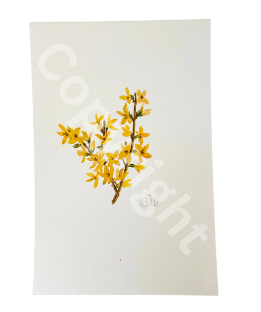 Forsythia