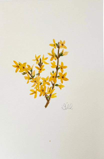 Forsythia