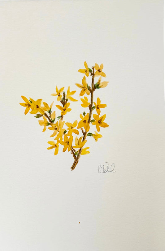 Forsythia