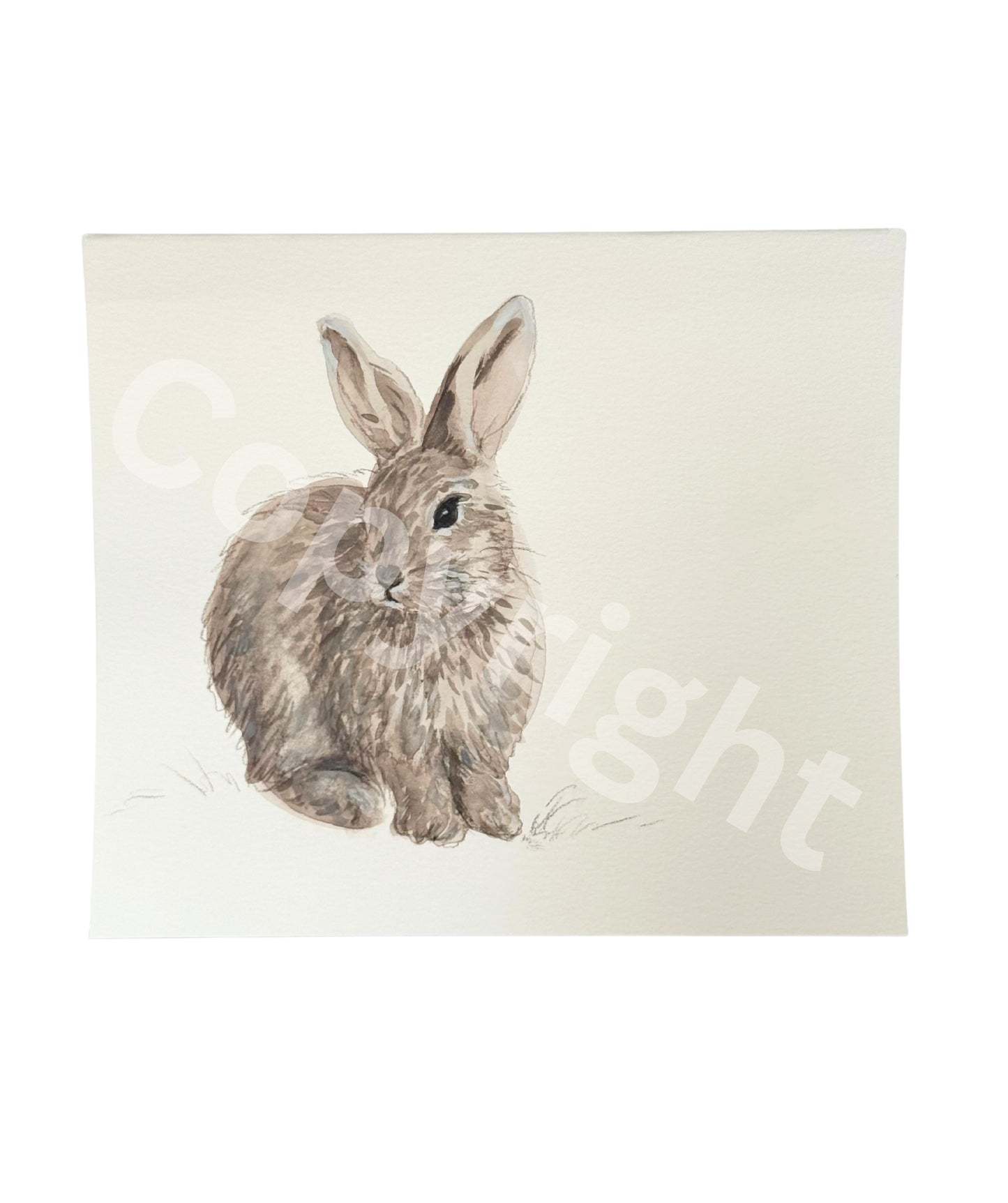 Rabbit