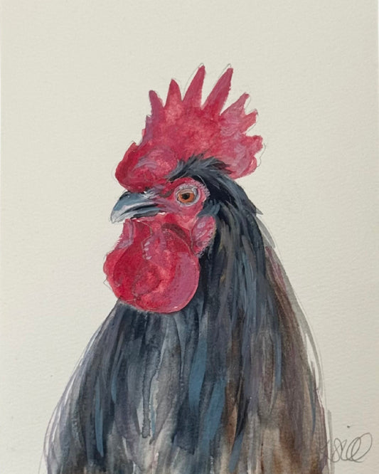 Black Rooster