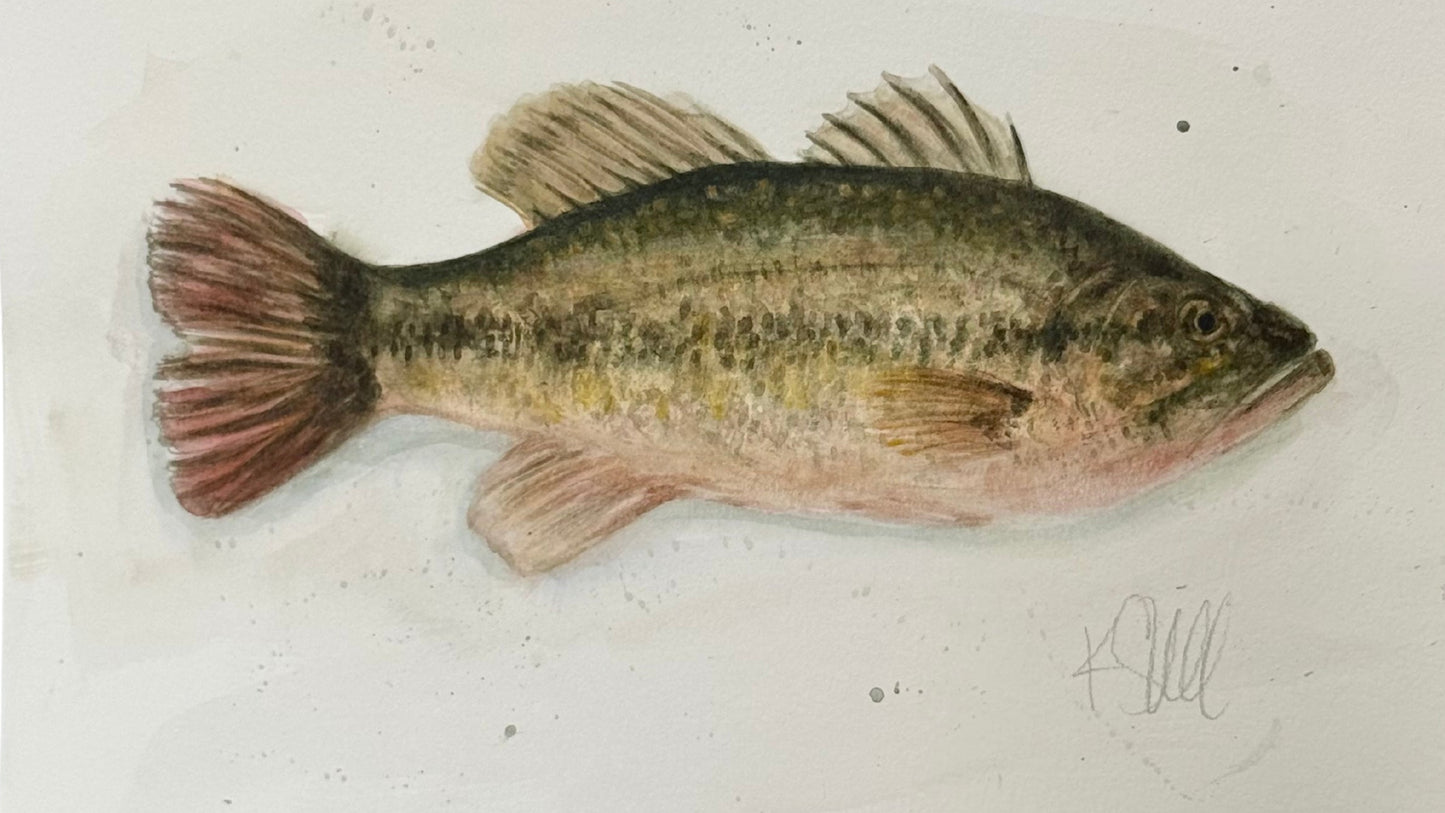 Bass