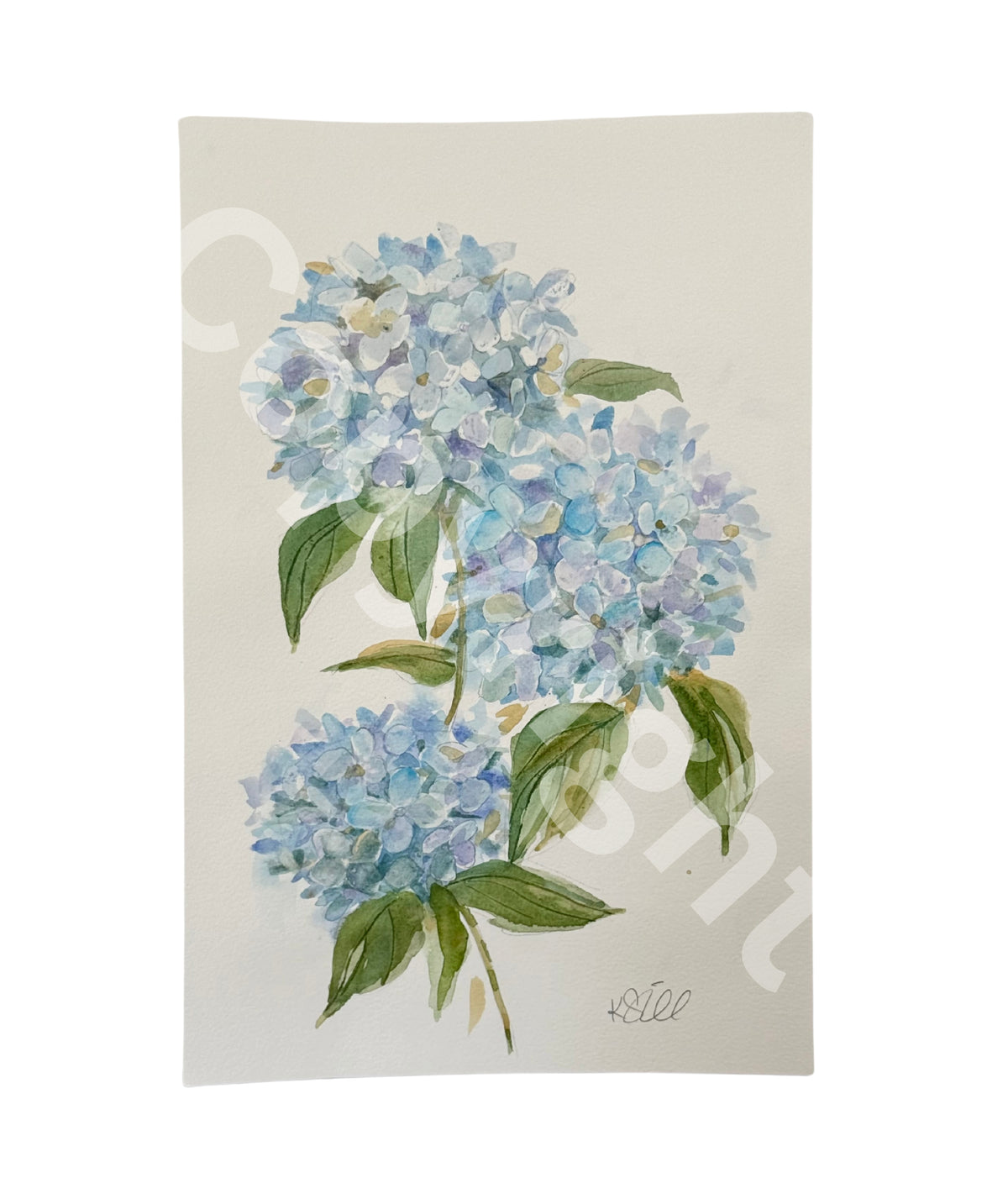 Hydrangea Study