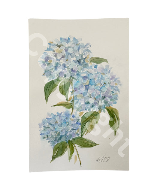 Hydrangea Study