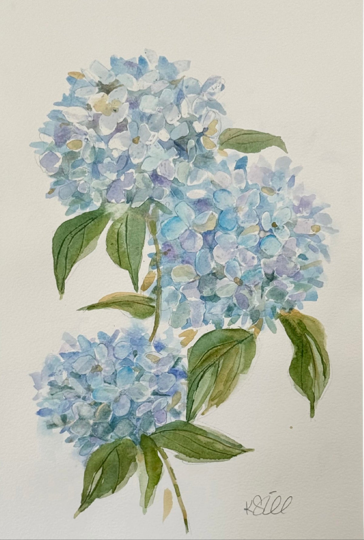 Hydrangea Study