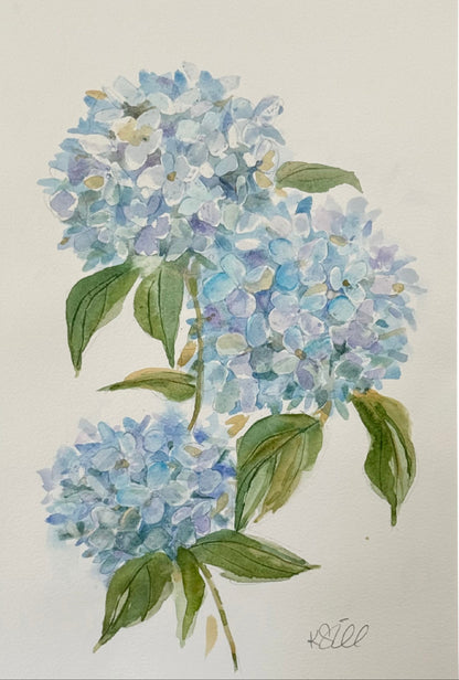 Hydrangea Study