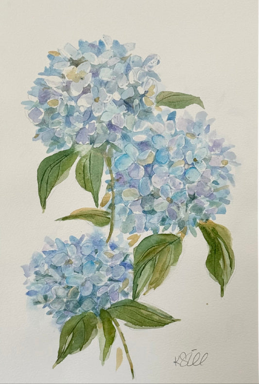 Hydrangea Study