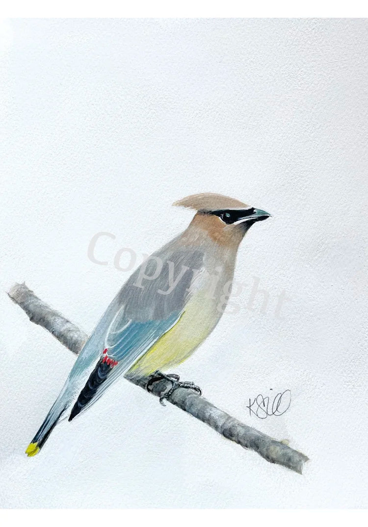 Cedar Wax Wing 1