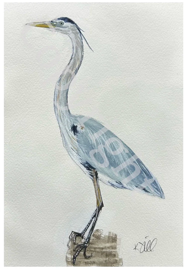 Blue Heron Study