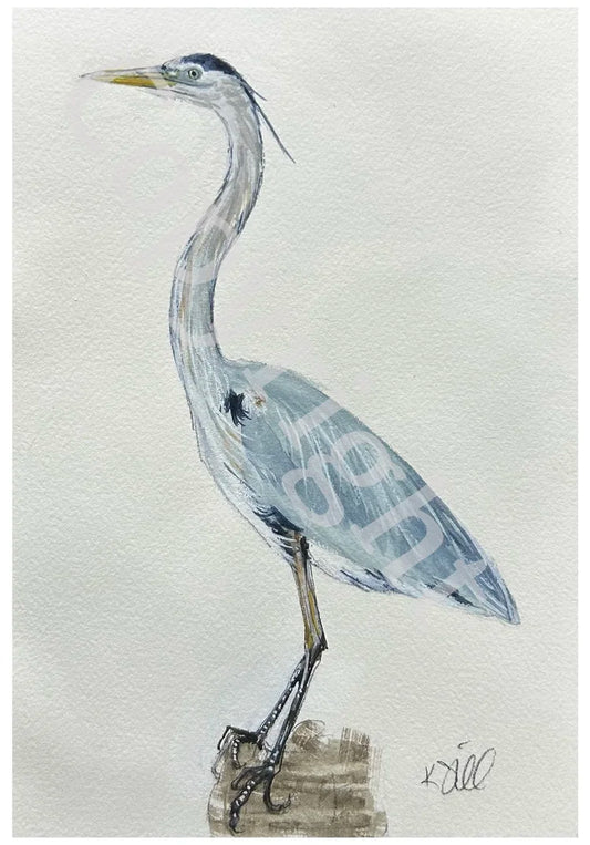 Blue Heron Study
