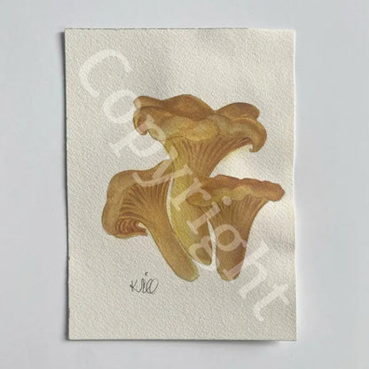 Chantrelles Mushrooms