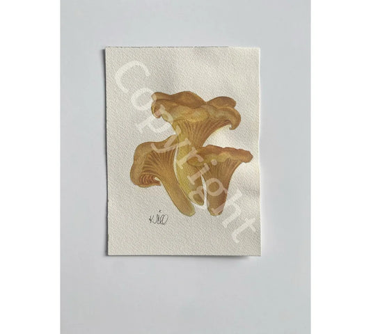 Chantrelles Mushrooms