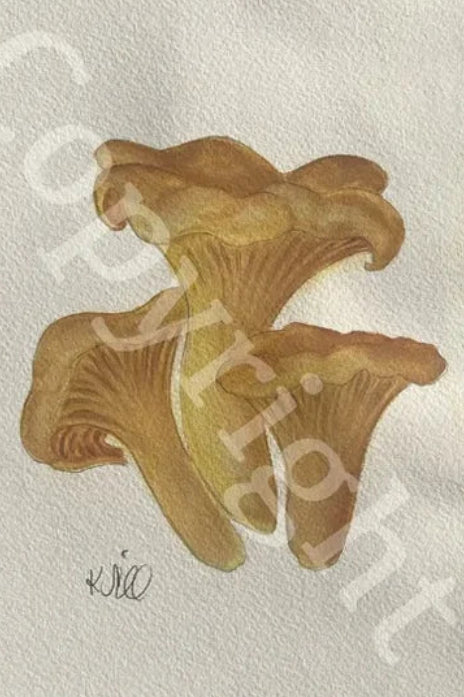 Chantrelles Mushrooms