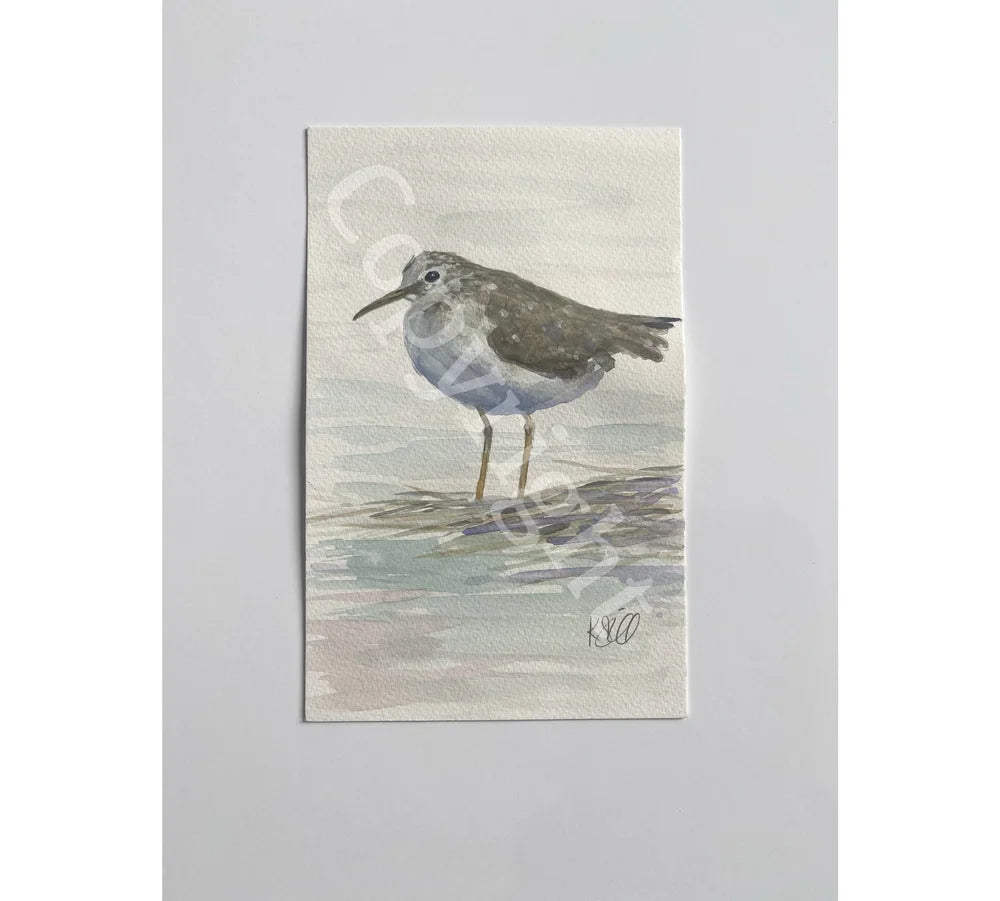 Sand Piper