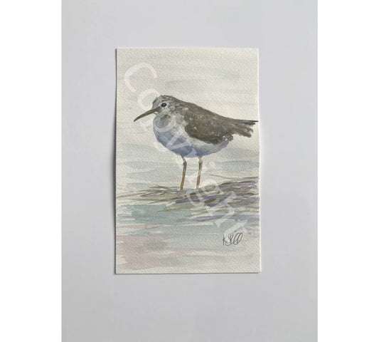 Sand Piper