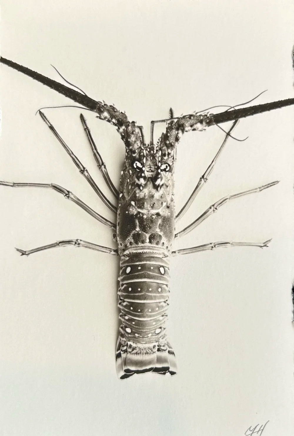 Crawfish (Small)