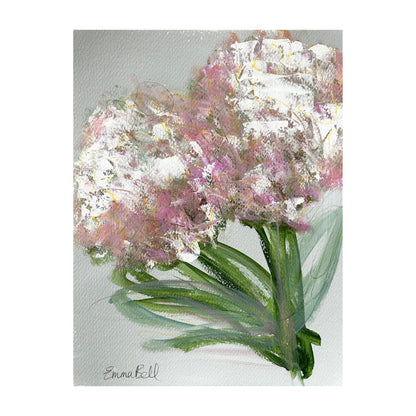 Blush Hydrangea
