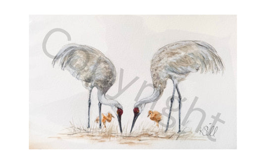 Bird Family