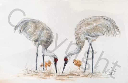 Bird Family