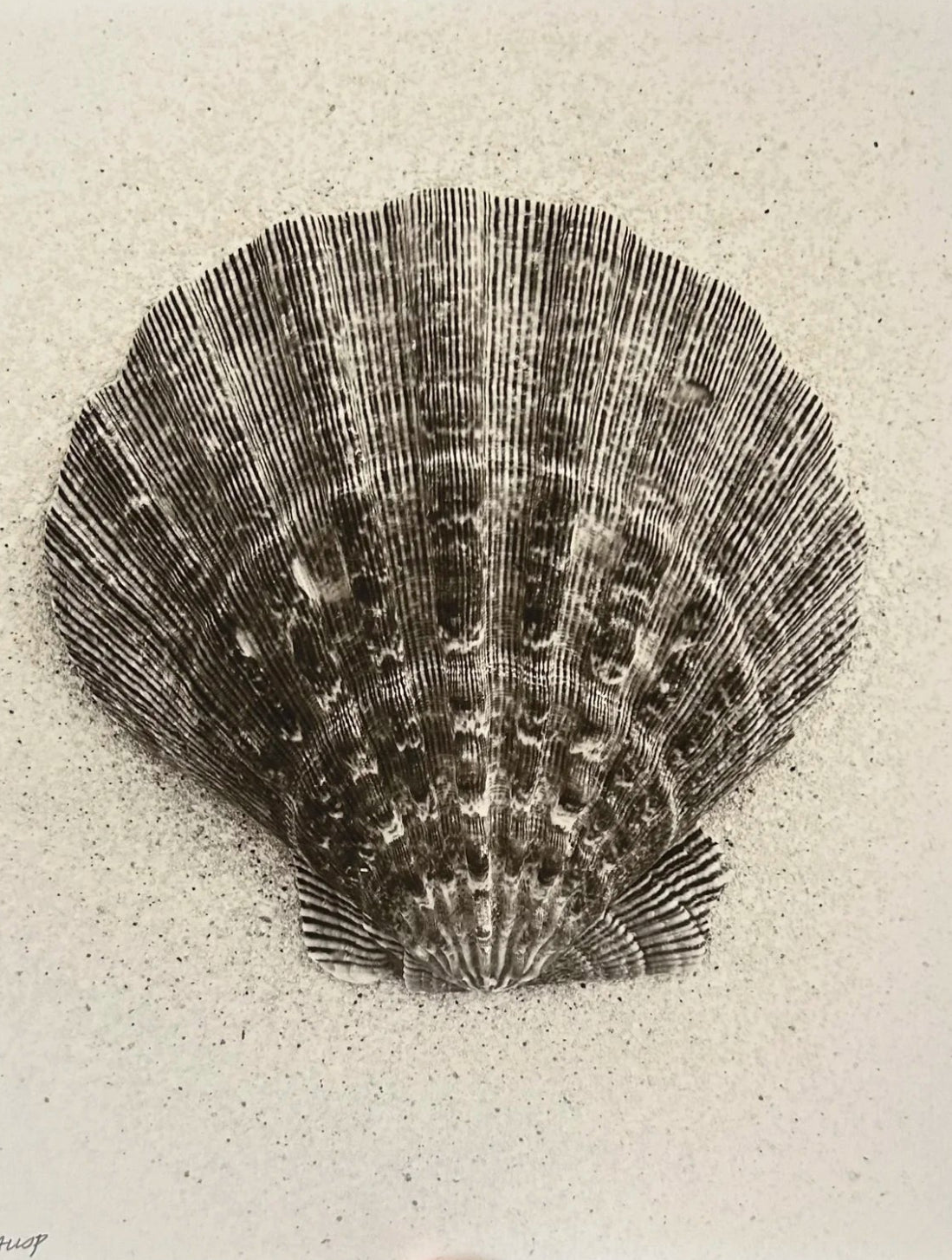 Queen Scallop (Small)