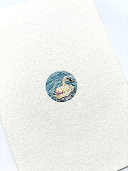 Swan
